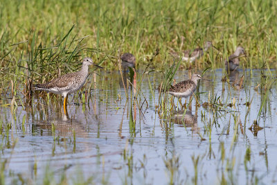 greater and lesser yellowlegs
