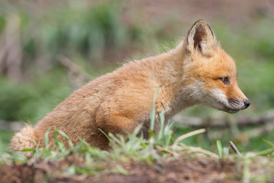 fox cub 112