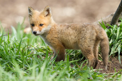 fox cub 113