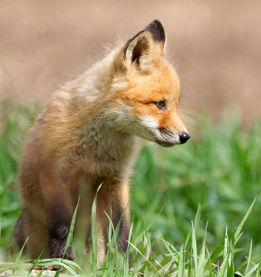 fox cub 114