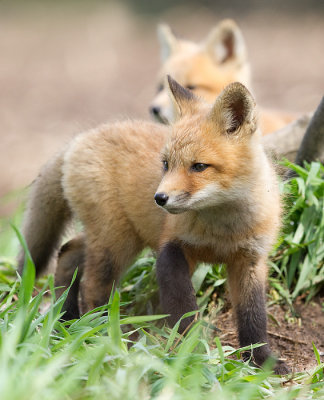 fox cub 116