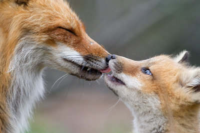 fox cub 117