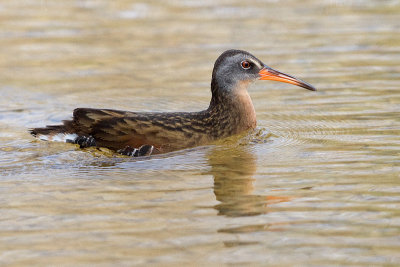 virginia rail 62