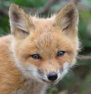 fox cub 119