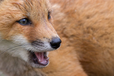 fox cub 121