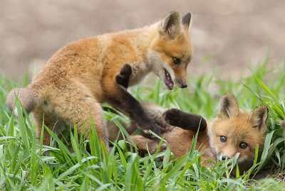fox cub 122