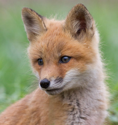 fox cub 123