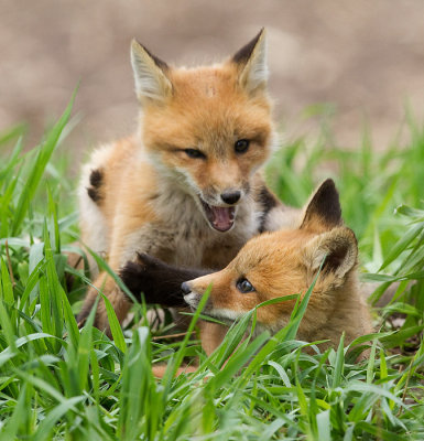 fox cub 124