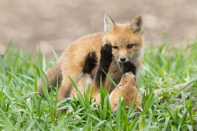 fox cub 126