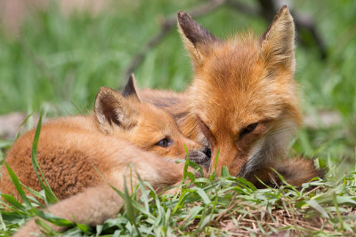 fox cub 127