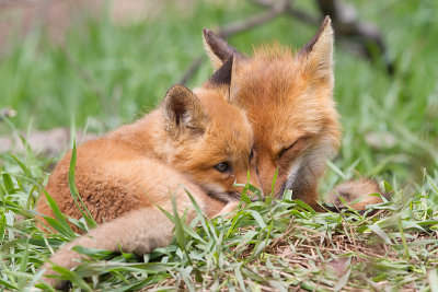 fox cub 129