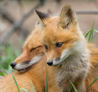 fox cub 130