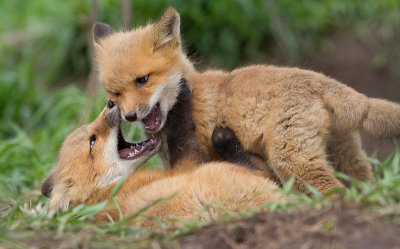 fox cub 131