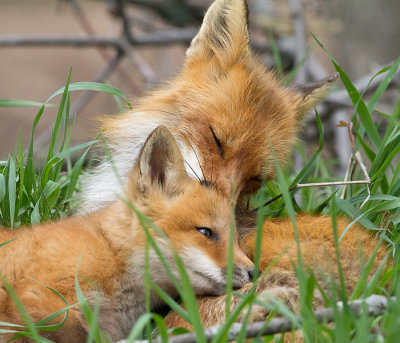 fox cub 132
