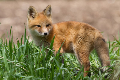 fox cub 133
