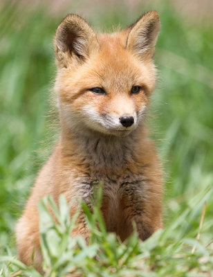 fox cub 134