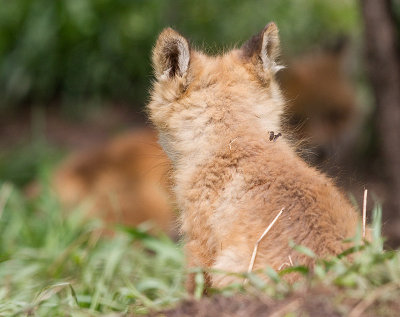 fox cub 135