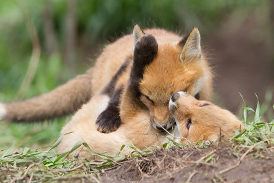 fox cub 136