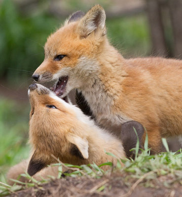 fox cub 137