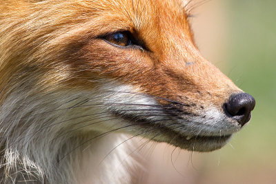 fox 9