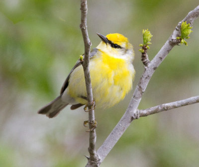 brewsters warbler 1