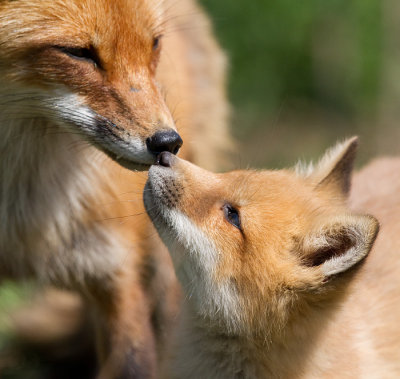 fox cub 138