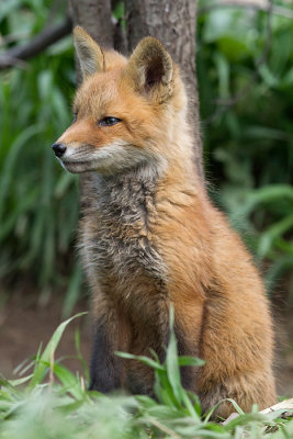fox cub 139