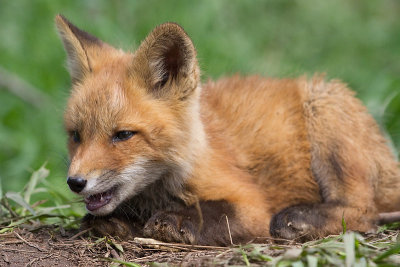 fox cub 140