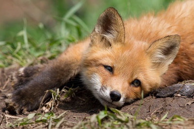 fox cub 141