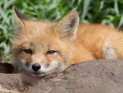 fox cub 142
