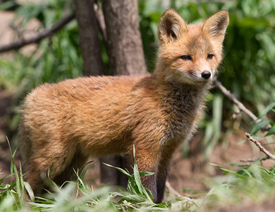 fox cub 143