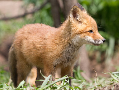 fox cub 144