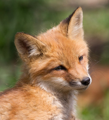 fox cub 145