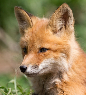 fox cub 147