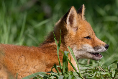 fox cub 149