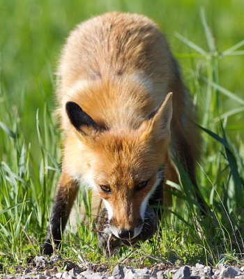 fox 14