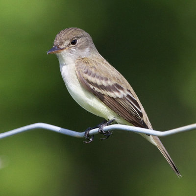 least flycatcher 8