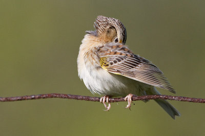 grasshopper sparrow 76
