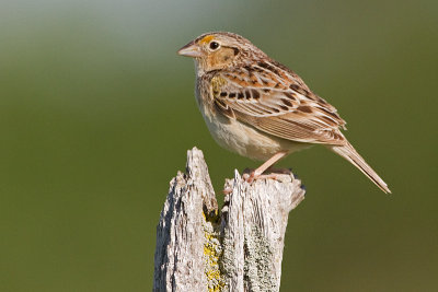 grasshopper sparrow 77