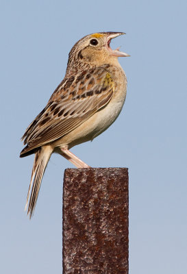 grasshopper sparrow 78