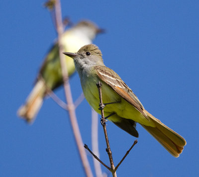 great crested flycatcher 5
