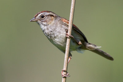 swamp sparrow 18