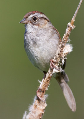 swamp sparrow 19