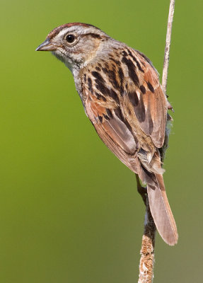swamp sparrow 20