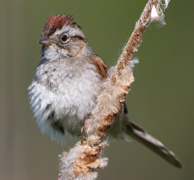 swamp sparrow 21