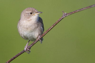 house wren 80