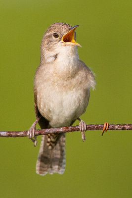 house wren 82