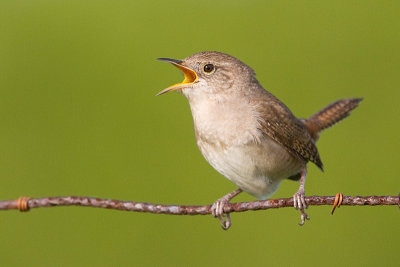 house wren 83