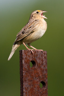grasshopper sparrow 81