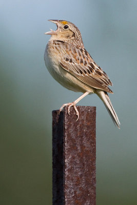 grasshopper sparrow 82